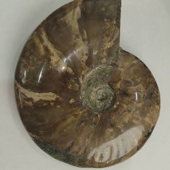 Ammonit fosilizat, suvenir 18×15 cm