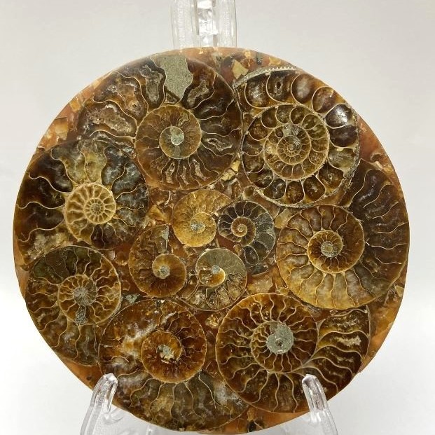 Placă-souvenir cu ammonit fosilizat, diametrul de 11 cm, cu suport de 15×10 cm