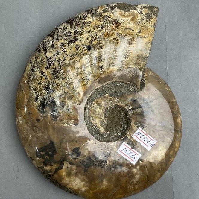 Amonit fosil întreg, suvenir 21x18x4 cm, 2 cm +/- (preț pentru 1683 g.)