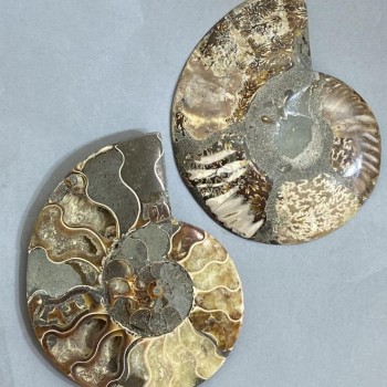 Парний Амоніт сувенірний камінь, діаметр 128мм+- вага 421грам (ціна за пару)