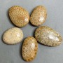 Pandantiv din coral fosilizat, 40-55×30-40 mm, variante de mărime