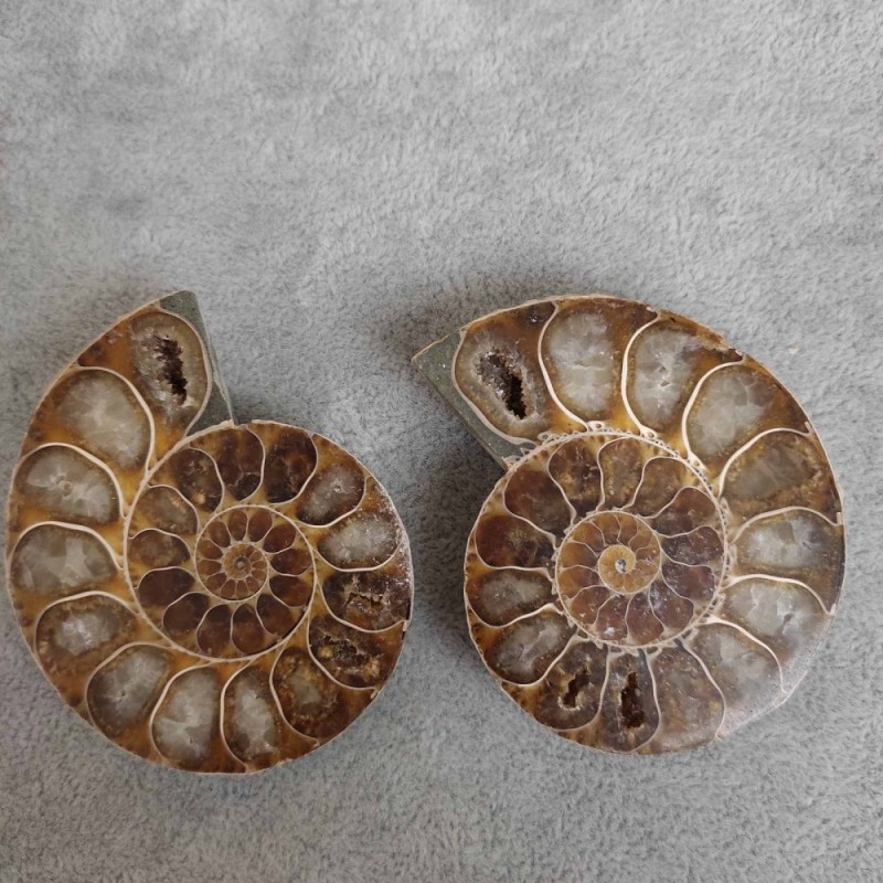 Amonit 55×45×10(±) mm. Preț pentru 100 g